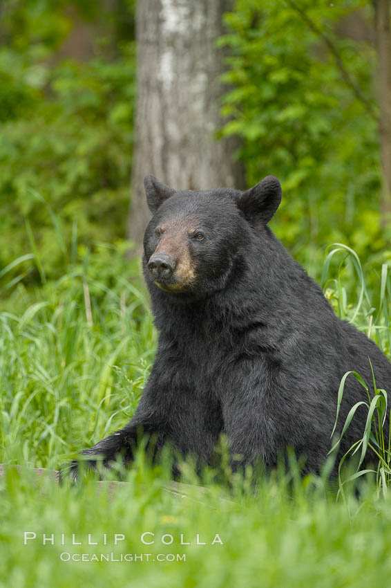 Black bear portrait sitting in long grass.  This bear still has its thick, full winter coat, which will be shed soon with the approach of summer.  Black bears are omnivores and will find several foods to their liking in meadows, including grasses, herbs, fruits, and insects. Orr, Minnesota, USA, Ursus americanus, natural history stock photograph, photo id 18761