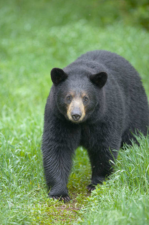 Black bear walking in a grassy meadow.  Black bears can live 25 years or more, and range in color from deepest black to chocolate and cinnamon brown.  Adult males typically weigh up to 600 pounds.  Adult females weight up to 400 pounds and reach sexual maturity at 3 or 4 years of age.  Adults stand about 3' tall at the shoulder. Orr, Minnesota, USA, Ursus americanus, natural history stock photograph, photo id 18793