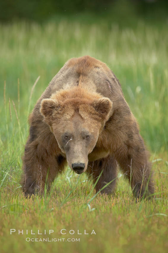 Full grown, mature male coastal brown bear boar (grizzly bear) in sedge grass meadows, Ursus arctos, Lake Clark National Park, Alaska