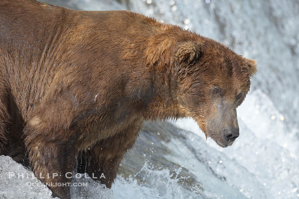 A large, old brown bear (grizzly bear) wades across Brooks River. Coastal and near-coastal brown bears in Alaska can live to 25 years of age, weigh up to 1400 lbs and stand over 9 feet tall., Ursus arctos, natural history stock photograph, photo id 17172