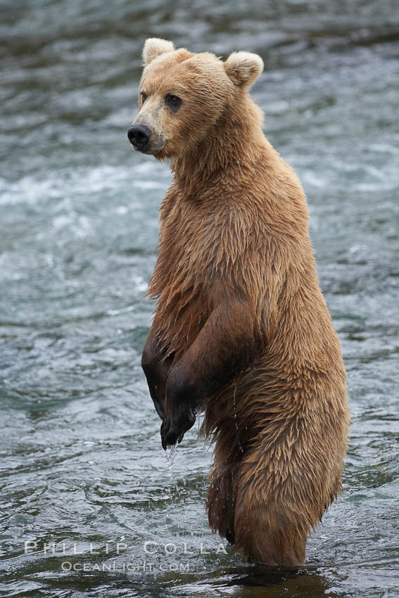 Brown bear (grizzly bear). Brooks River, Katmai National Park, Alaska, USA, Ursus arctos, natural history stock photograph, photo id 17184