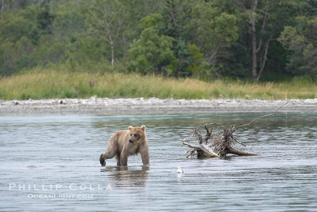 Brown bear walks through the marsh that edges Brooks River., Ursus arctos, natural history stock photograph, photo id 17196