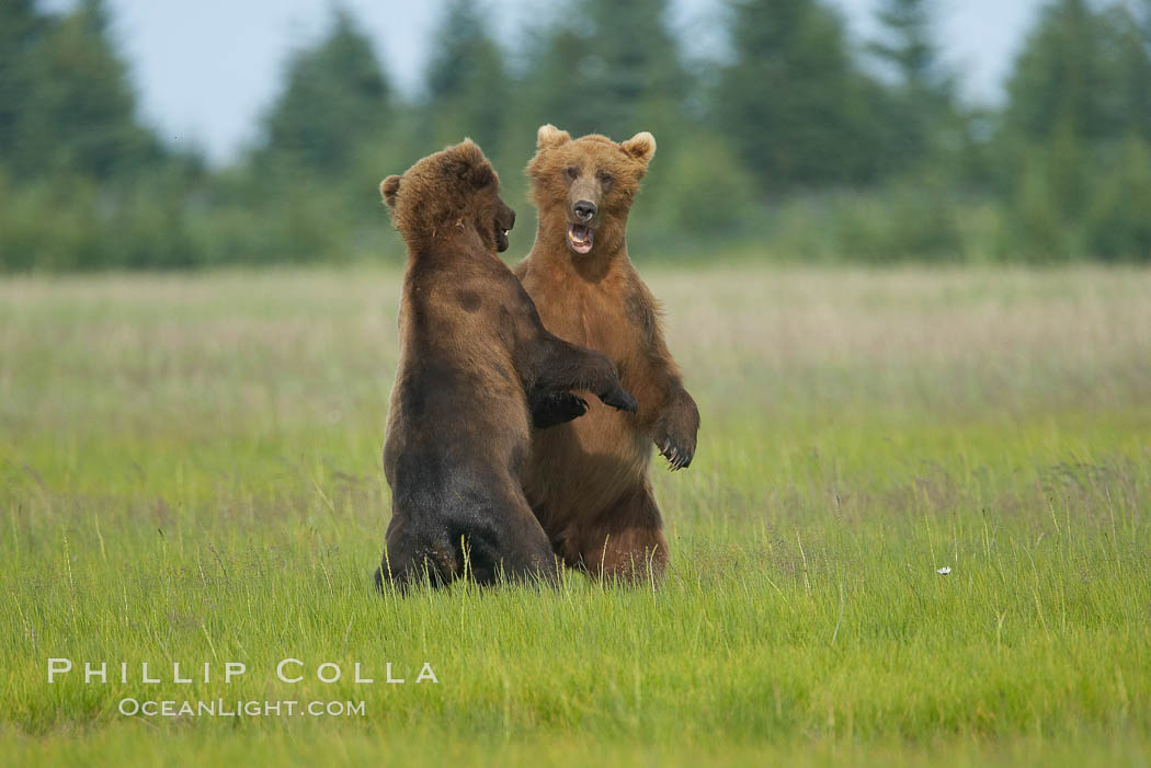 Brown bears fighting or sparring.  These are likely young but sexually mature males that are simply mock fighting for practice. Lake Clark National Park, Alaska, USA, Ursus arctos, natural history stock photograph, photo id 19148