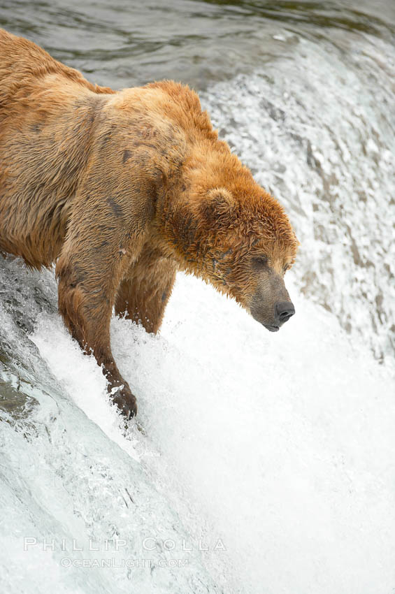 Brown bear (grizzly bear). Brooks River, Katmai National Park, Alaska, USA, Ursus arctos, natural history stock photograph, photo id 17175