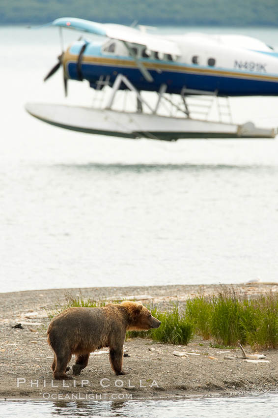 Floatplane lands on Brooks Lake near a brown bear (grizzly bear). Katmai National Park, Alaska, USA, Ursus arctos, natural history stock photograph, photo id 17371