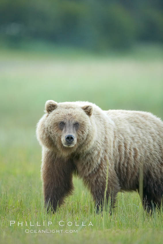 Coastal brown bear in meadow.  The tall sedge grasses in this coastal meadow are a food source for brown bears, who may eat 30 lbs of it each day during summer while waiting for their preferred food, salmon, to arrive in the nearby rivers. Lake Clark National Park, Alaska, USA, Ursus arctos, natural history stock photograph, photo id 19155