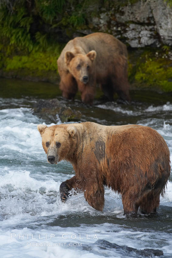 Brown bear (grizzly bear). Brooks River, Katmai National Park, Alaska, USA, Ursus arctos, natural history stock photograph, photo id 17157
