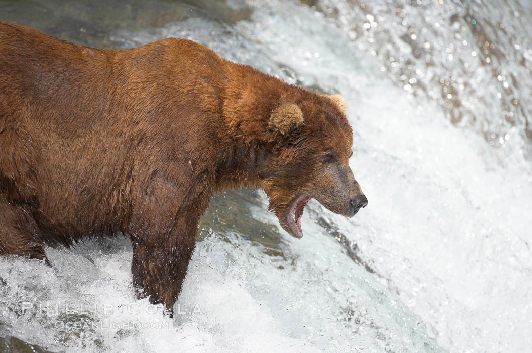 Brown bear (grizzly bear) yawns while waiting for salmon swimming upstream. Brooks River, Katmai National Park, Alaska, USA, Ursus arctos, natural history stock photograph, photo id 17393
