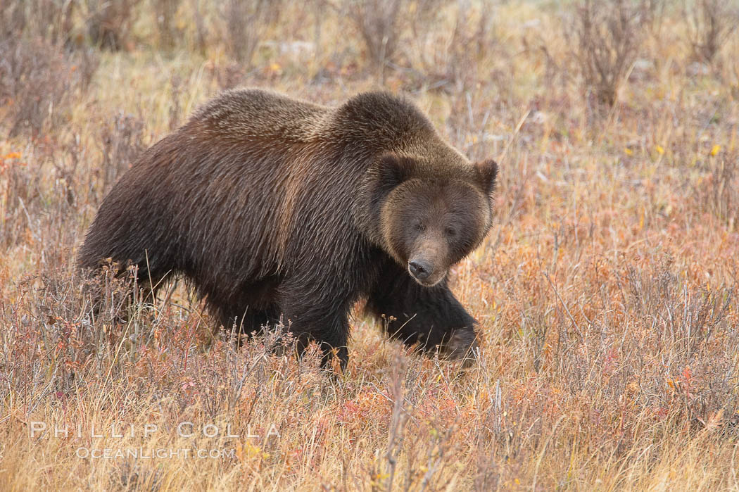 Grizzly bear in Yellowstone National Park in autumn, fall, walking through brown grasses. Lamar Valley, Wyoming, USA, Ursus arctos horribilis, natural history stock photograph, photo id 19614