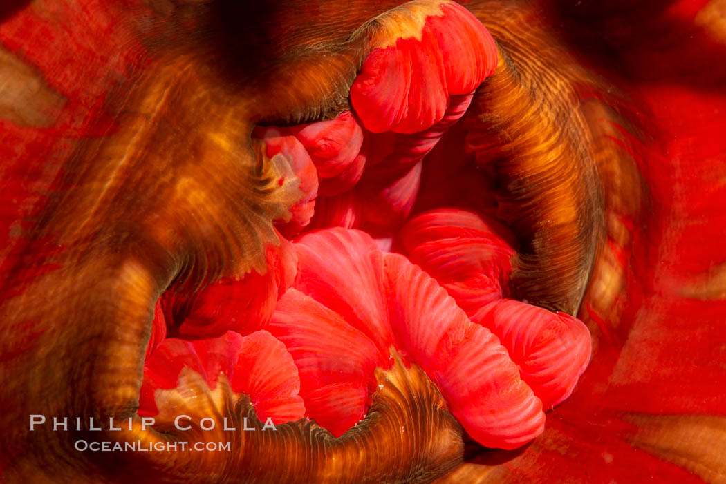Urticina anemone mouth detail, Browning Pass, Vancouver Island. British Columbia, Canada, Urticina piscivora, natural history stock photograph, photo id 35376