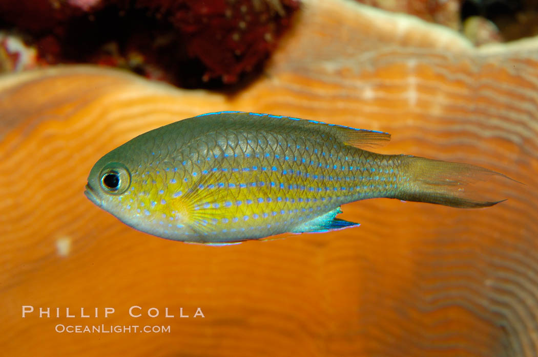 Vanderbilts chromis., Chromis vanderbilti, natural history stock photograph, photo id 09443