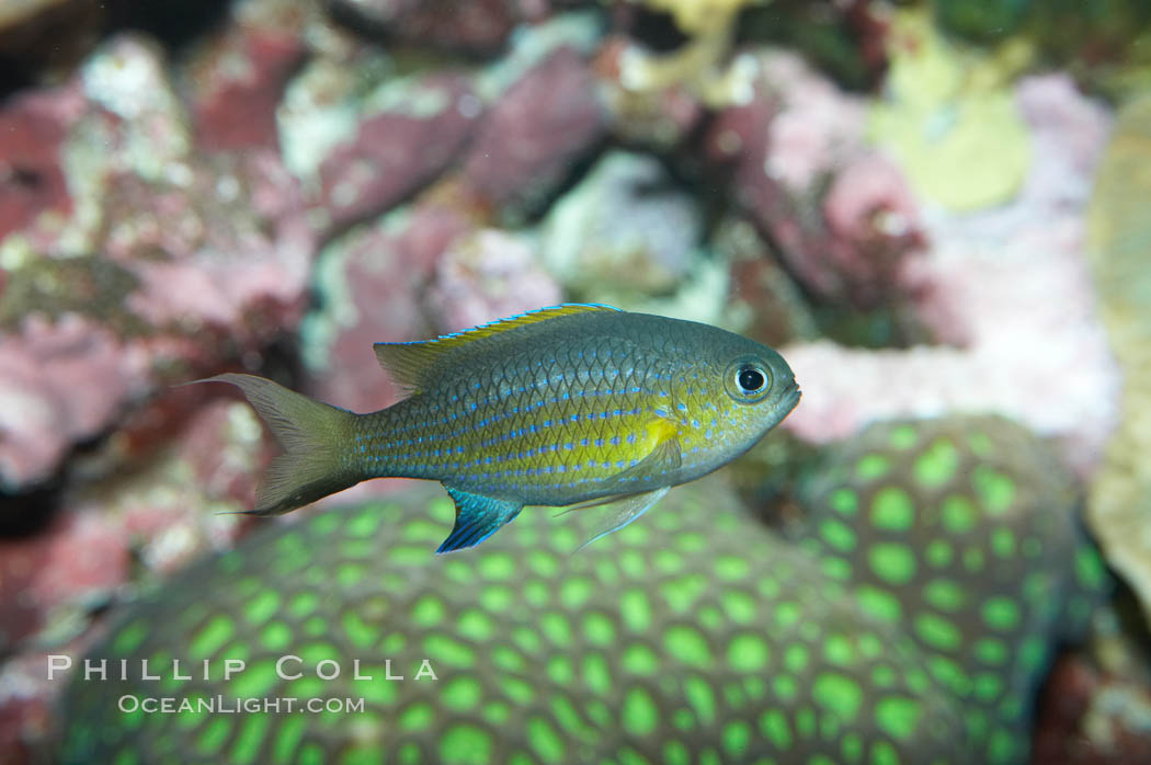 Vanderbilts chromis., Chromis vanderbilti, natural history stock photograph, photo id 11891