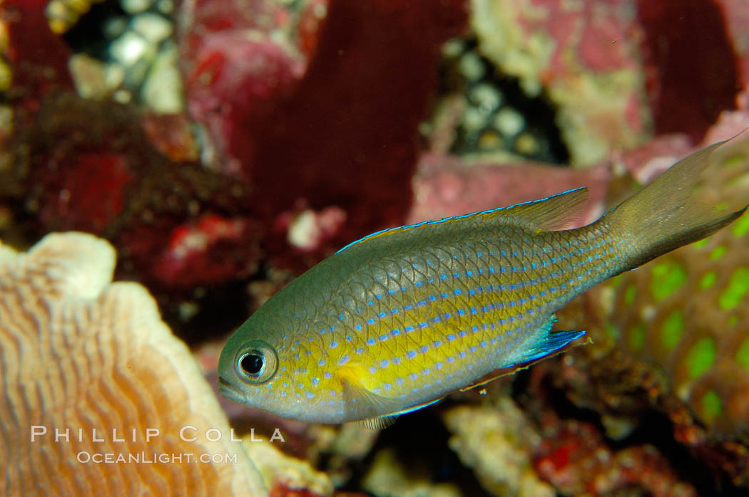 Vanderbilts chromis., Chromis vanderbilti, natural history stock photograph, photo id 09441