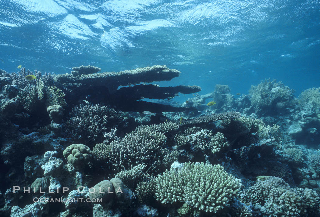 Various hard corals on coral reef, Northern Red Sea. Egyptian Red Sea, natural history stock photograph, photo id 05546