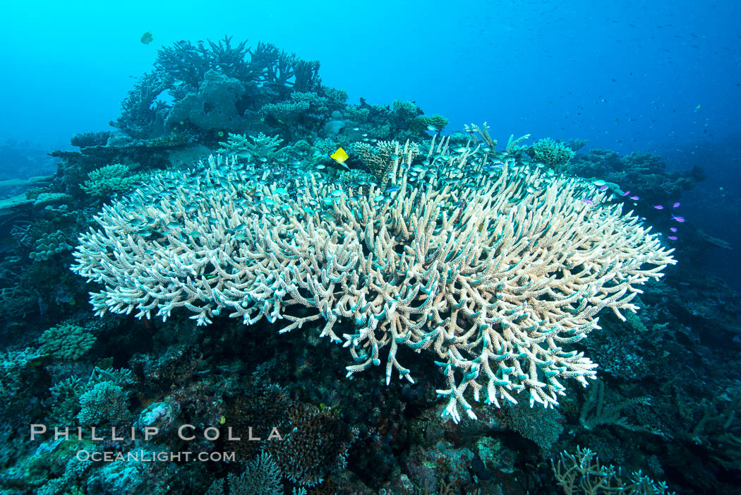 Staghorn coral on pristine Fijian coral reef. Wakaya Island, Lomaiviti Archipelago, Acropora palifera, natural history stock photograph, photo id 31394