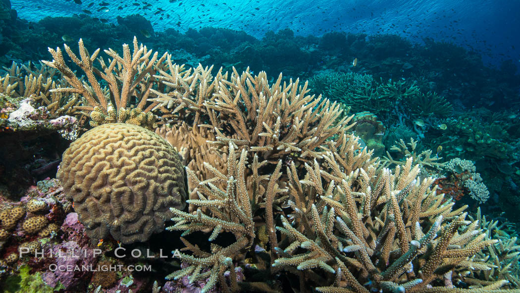 Brain and staghorn corals on pristine Fijian coral reef., Acropora palifera, Symphyllia, natural history stock photograph, photo id 31434