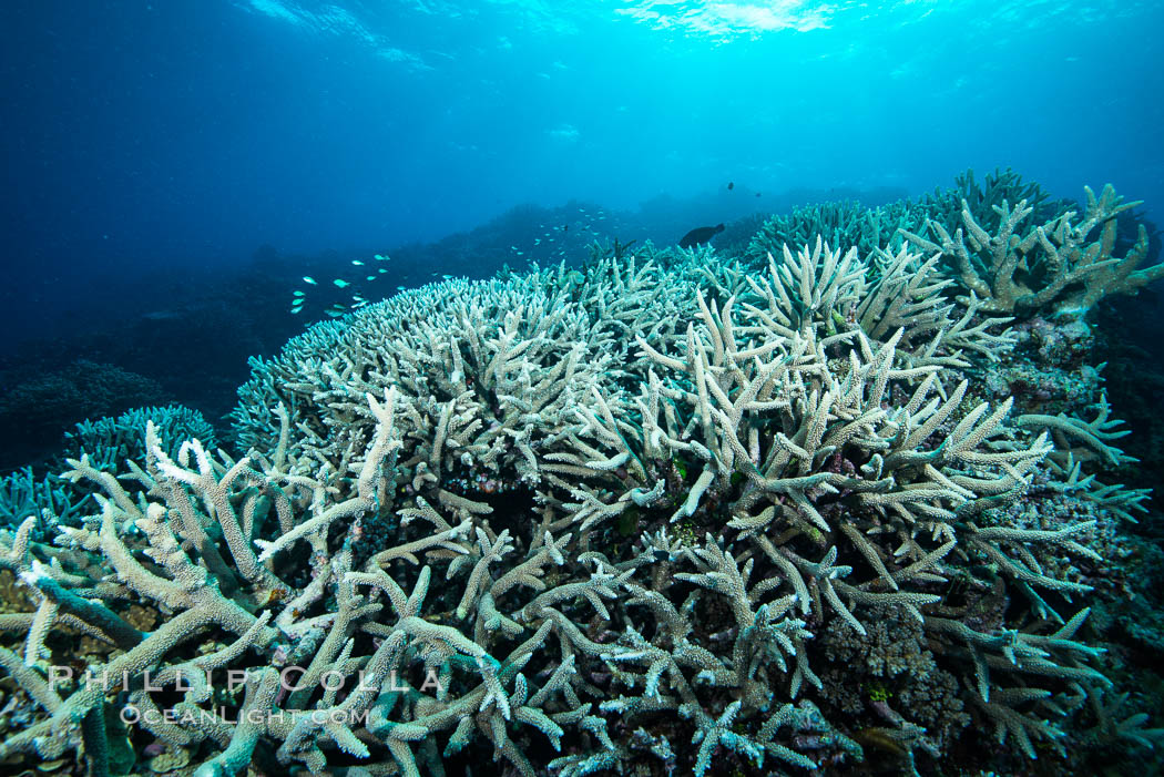 Staghorn coral Acropora palifera on pristine Fijian coral reef. Wakaya Island, Lomaiviti Archipelago, Acropora palifera, natural history stock photograph, photo id 31540