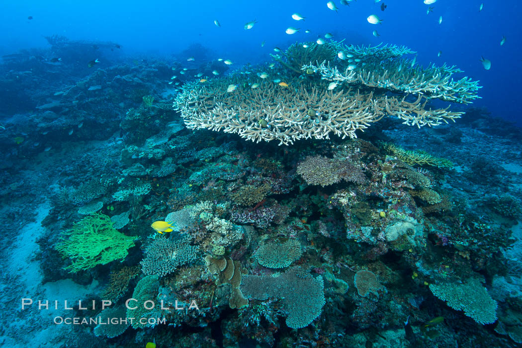 Various hard corals on pristine Fijian coral reef. Wakaya Island, Lomaiviti Archipelago, natural history stock photograph, photo id 31736