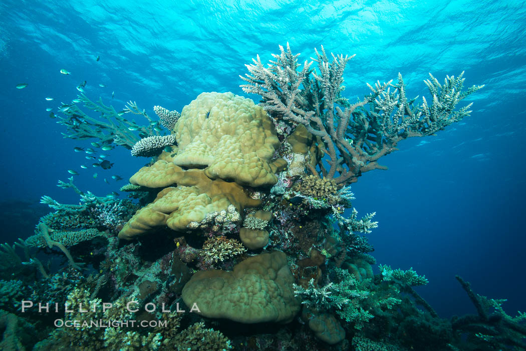 Various hard corals on pristine Fijian coral reef. Vatu I Ra Passage, Bligh Waters, Viti Levu  Island, natural history stock photograph, photo id 31375