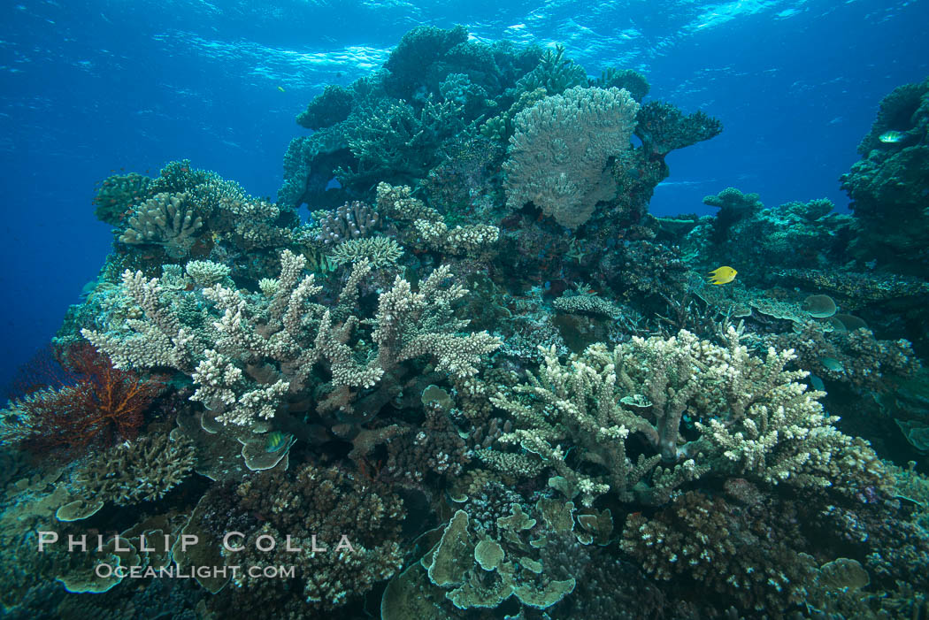 Various hard corals on pristine Fijian coral reef. Vatu I Ra Passage, Bligh Waters, Viti Levu  Island, natural history stock photograph, photo id 31675