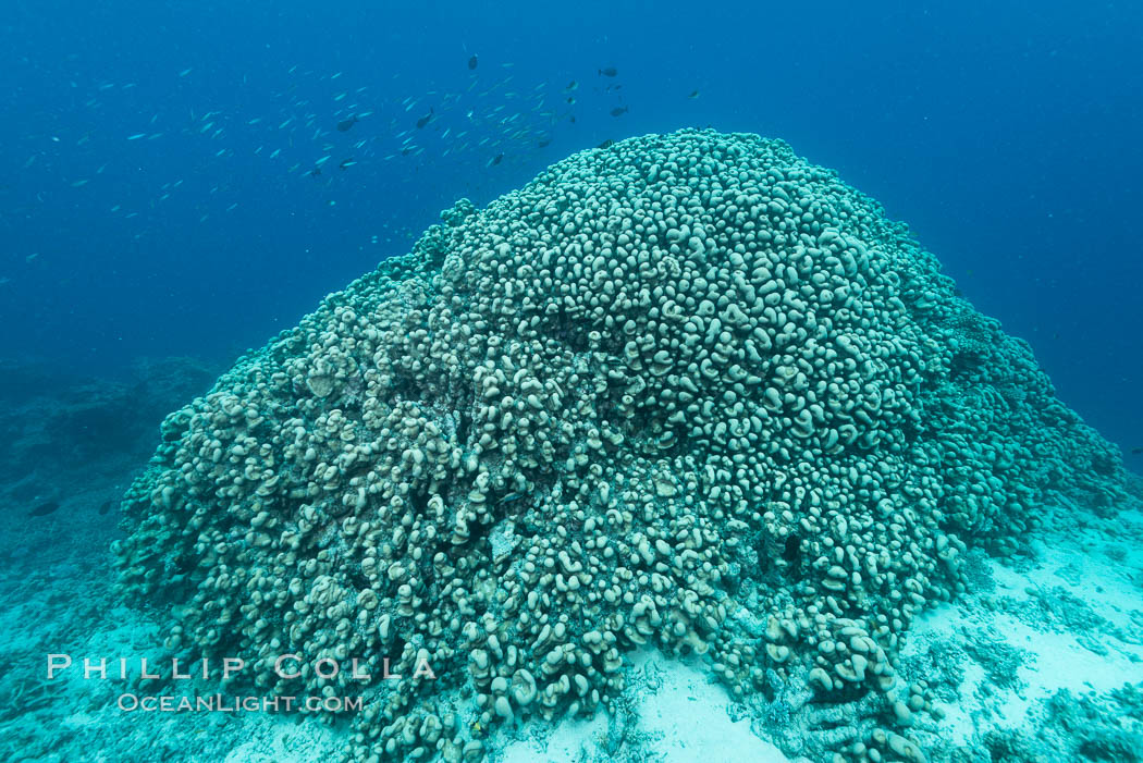 Pavona clavus hard coral on pristine Fijian coral reef. Nigali Passage, Gau Island, Lomaiviti Archipelago, Pavona clavus, natural history stock photograph, photo id 31529
