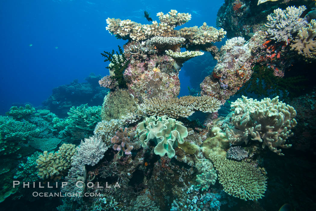 Various hard corals on pristine Fijian coral reef. Vatu I Ra Passage, Bligh Waters, Viti Levu  Island, natural history stock photograph, photo id 31673