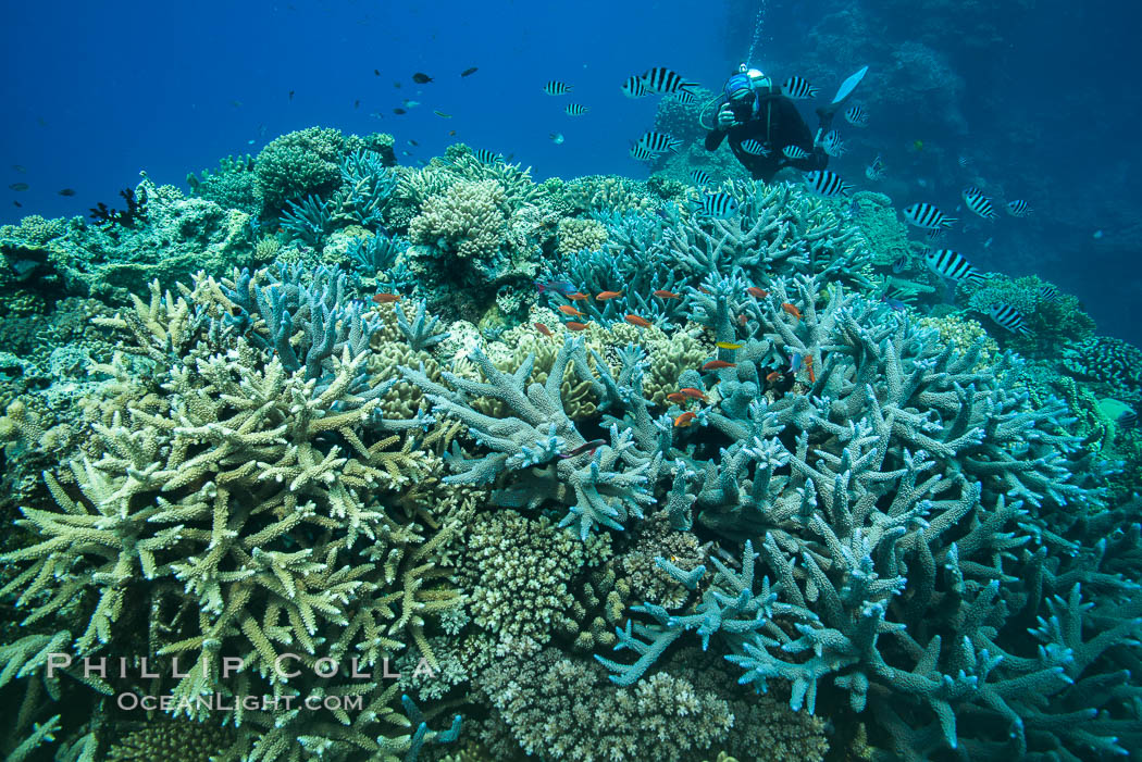 Staghorn coral (Acropora palifera) and other hard corals on pristine Fijian coral reef. Vatu I Ra Passage, Bligh Waters, Viti Levu  Island, Acropora palifera, natural history stock photograph, photo id 31677