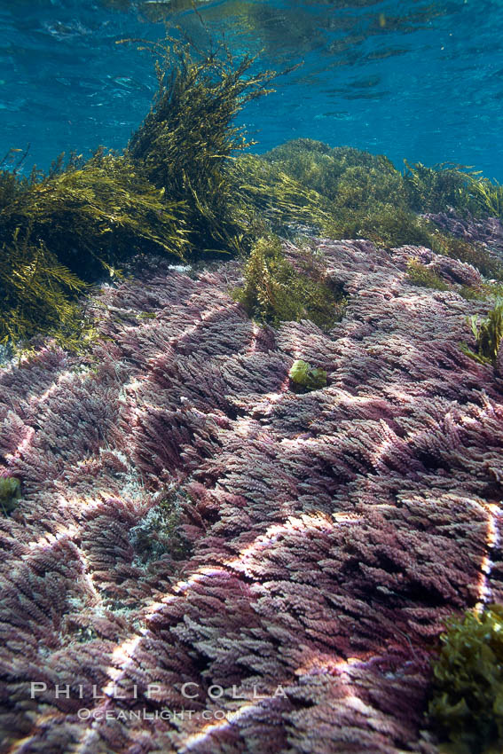 Various kelp and algae, shallow water. Guadalupe Island (Isla Guadalupe), Baja California, Mexico, Asparagopsis taxiformis, natural history stock photograph, photo id 21376