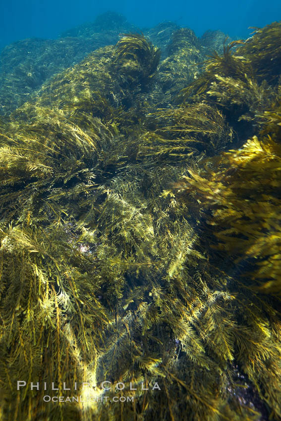 Various kelp and algae, shallow water. Guadalupe Island (Isla Guadalupe), Baja California, Mexico, Stephanocystis dioica, natural history stock photograph, photo id 21377