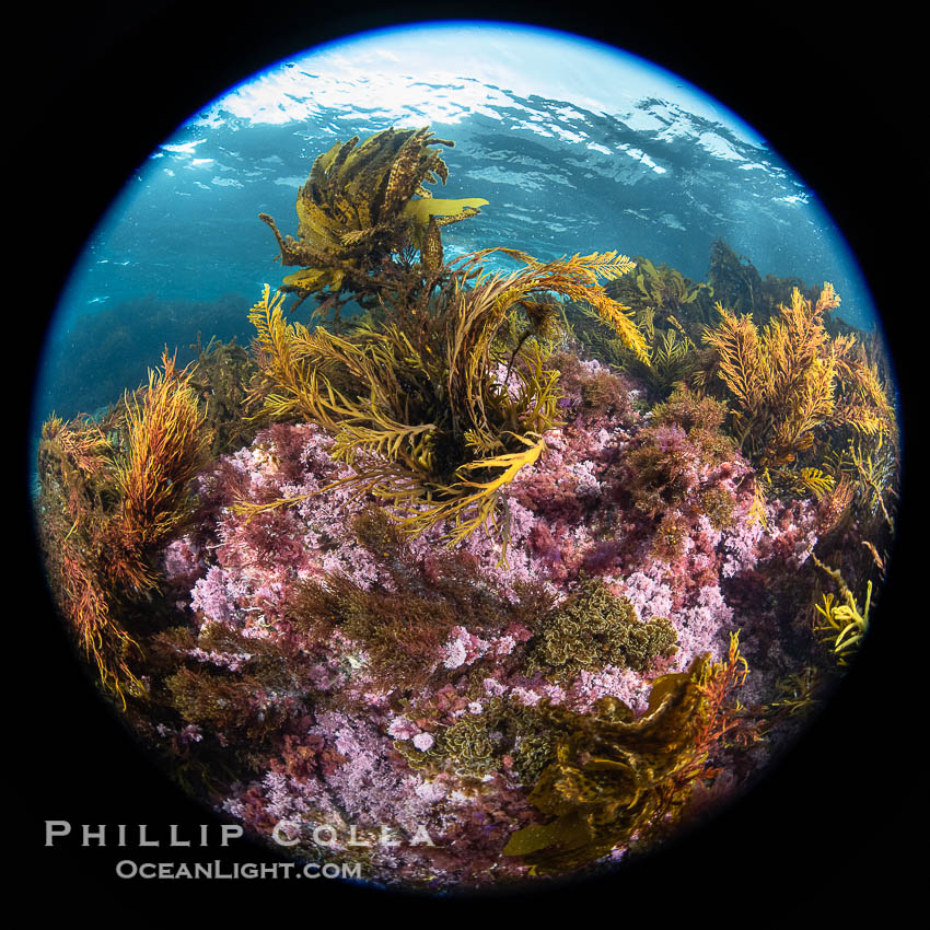 Various marine algae, San Clemente Island. California, USA, natural history stock photograph, photo id 38508