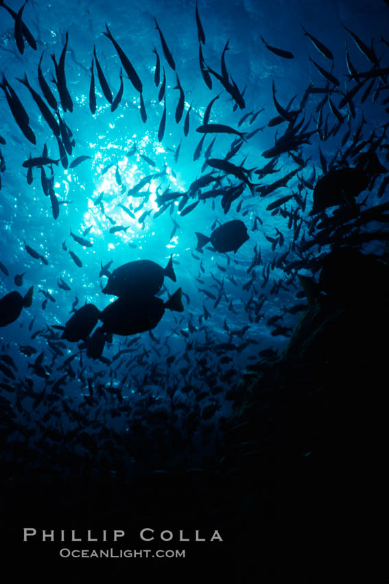 Various schooling fish. Galapagos Islands, Ecuador, natural history stock photograph, photo id 02734