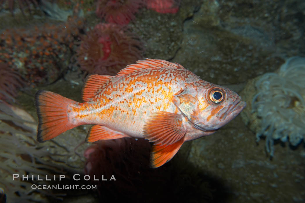 Vermillion rockfish., Sebastes miniatus, natural history stock photograph, photo id 11866