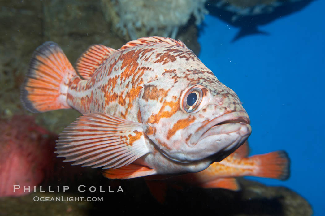 Vermillion rockfish., Sebastes miniatus, natural history stock photograph, photo id 11857