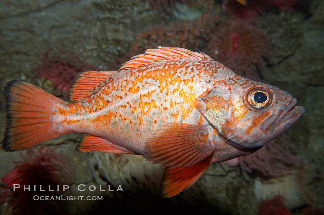 Vermillion rockfish., Sebastes miniatus, natural history stock photograph, photo id 11858