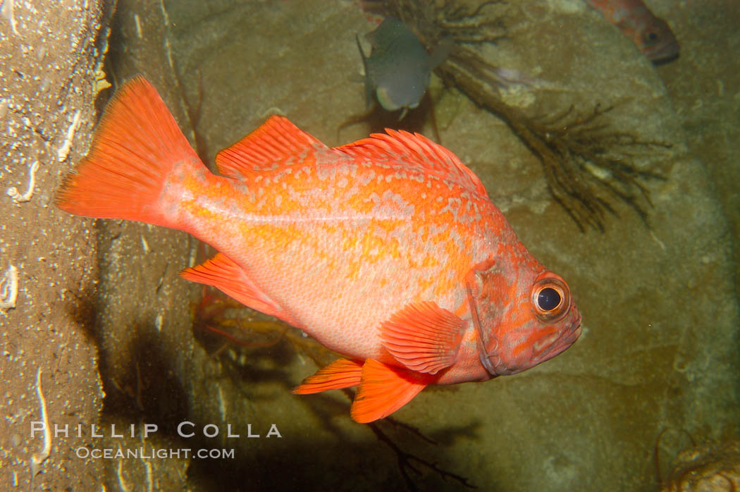 Vermillion rockfish., Sebastes miniatus, natural history stock photograph, photo id 09436