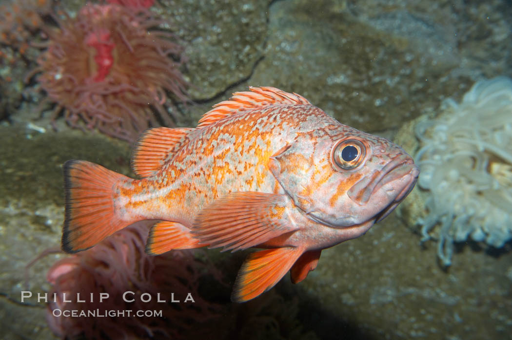 Vermillion rockfish., Sebastes miniatus, natural history stock photograph, photo id 11855