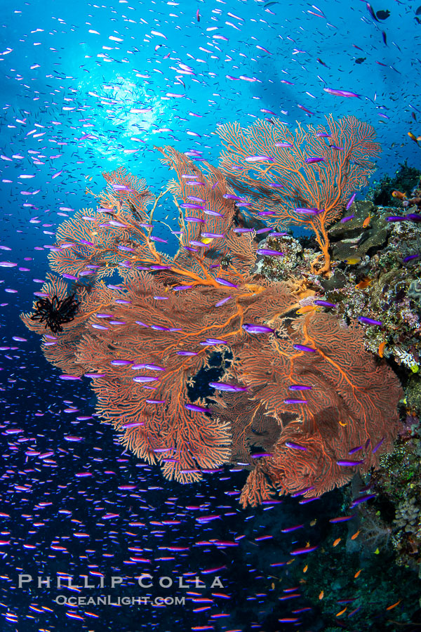 Vibrant and beautiful coral reef with soft corals and fishes, Fiji Islands., natural history stock photograph, photo id 41416