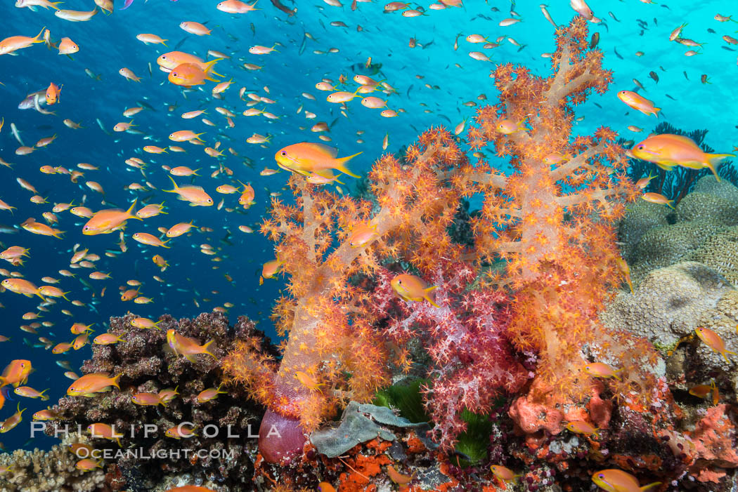 Dendronephthya soft corals and schooling Anthias fishes, feeding on plankton in strong ocean currents over a pristine coral reef. Fiji is known as the soft coral capitlal of the world, Dendronephthya, Pseudanthias, Gau Island, Lomaiviti Archipelago