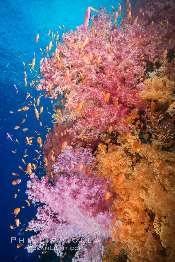 Dendronephthya soft corals and schooling Anthias fishes, feeding on plankton in strong ocean currents over a pristine coral reef. Fiji is known as the soft coral capitlal of the world, Dendronephthya, Pseudanthias, Vatu I Ra Passage, Bligh Waters, Viti Levu  Island