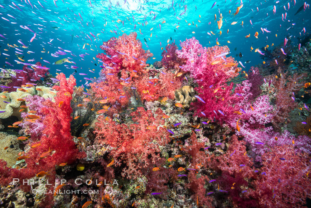 Dendronephthya soft corals and schooling Anthias fishes, feeding on plankton in strong ocean currents over a pristine coral reef. Fiji is known as the soft coral capitlal of the world. Gau Island, Lomaiviti Archipelago, Dendronephthya, Pseudanthias, natural history stock photograph, photo id 31378