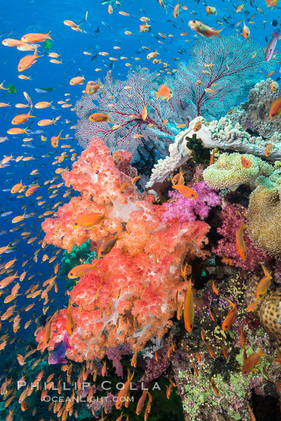 Dendronephthya soft corals and schooling Anthias fishes, feeding on plankton in strong ocean currents over a pristine coral reef. Fiji is known as the soft coral capitlal of the world., Dendronephthya, Pseudanthias, natural history stock photograph, photo id 31602