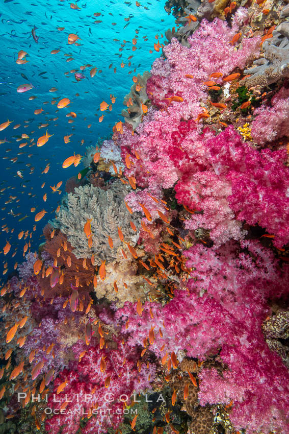 Dendronephthya soft corals and schooling Anthias fishes, feeding on plankton in strong ocean currents over a pristine coral reef. Fiji is known as the soft coral capitlal of the world., Dendronephthya, Pseudanthias, natural history stock photograph, photo id 34994
