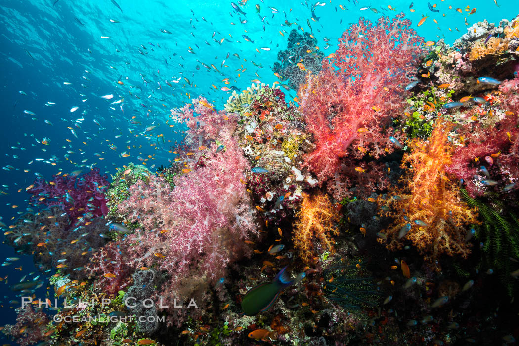 Dendronephthya soft corals and schooling Anthias fishes, feeding on plankton in strong ocean currents over a pristine coral reef. Fiji is known as the soft coral capitlal of the world. Gau Island, Lomaiviti Archipelago, Dendronephthya, Pseudanthias, natural history stock photograph, photo id 31376
