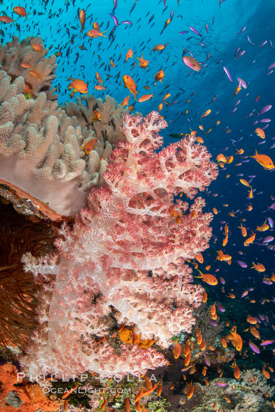 Dendronephthya soft corals and schooling Anthias fishes, feeding on plankton in strong ocean currents over a pristine coral reef. Fiji is known as the soft coral capitlal of the world., Dendronephthya, Pseudanthias, natural history stock photograph, photo id 34856