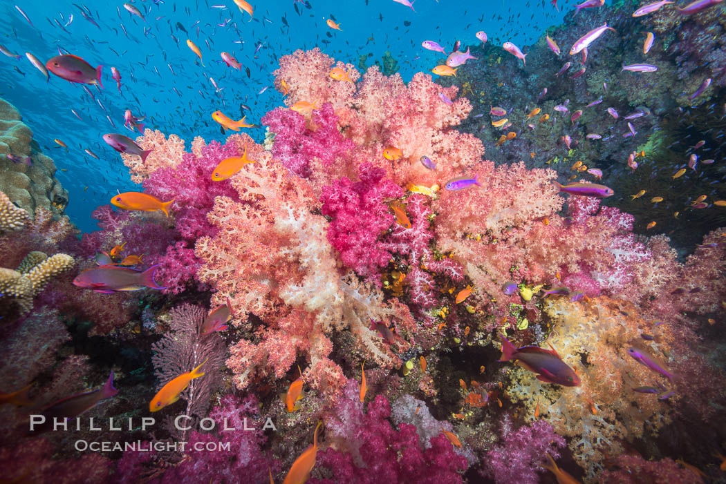 Dendronephthya soft corals and schooling Anthias fishes, feeding on plankton in strong ocean currents over a pristine coral reef. Fiji is known as the soft coral capitlal of the world, Dendronephthya, Pseudanthias, Namena Marine Reserve, Namena Island