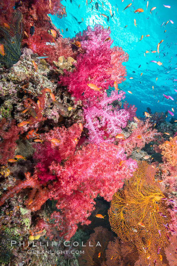 Dendronephthya soft corals and schooling Anthias fishes, feeding on plankton in strong ocean currents over a pristine coral reef. Fiji is known as the soft coral capitlal of the world. Gau Island, Lomaiviti Archipelago, Dendronephthya, Pseudanthias, natural history stock photograph, photo id 31379