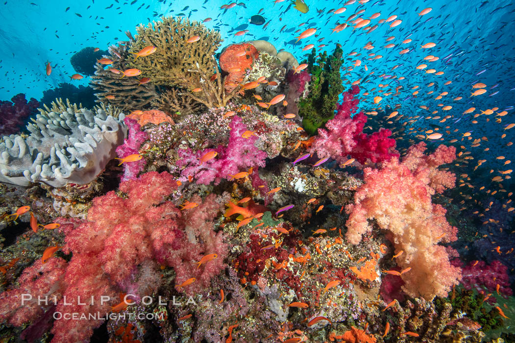 Dendronephthya soft corals and schooling Anthias fishes, feeding on plankton in strong ocean currents over a pristine coral reef. Fiji is known as the soft coral capitlal of the world., Dendronephthya, Pseudanthias, natural history stock photograph, photo id 34823