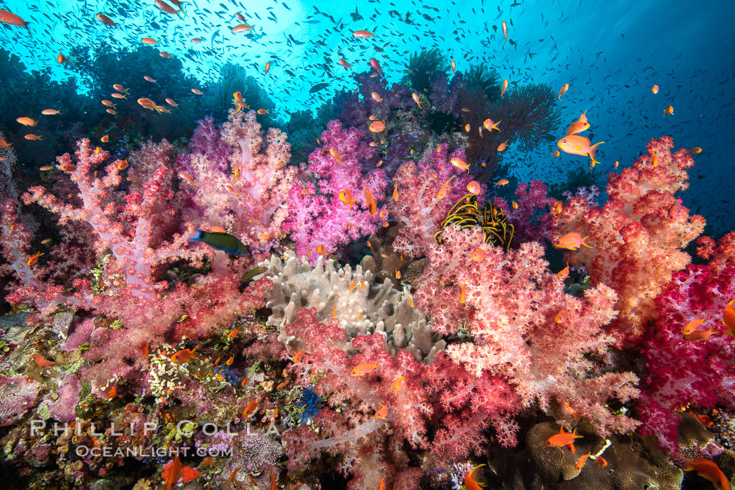 Dendronephthya soft corals and schooling Anthias fishes, feeding on plankton in strong ocean currents over a pristine coral reef. Fiji is known as the soft coral capitlal of the world., Dendronephthya, Pseudanthias, natural history stock photograph, photo id 34875