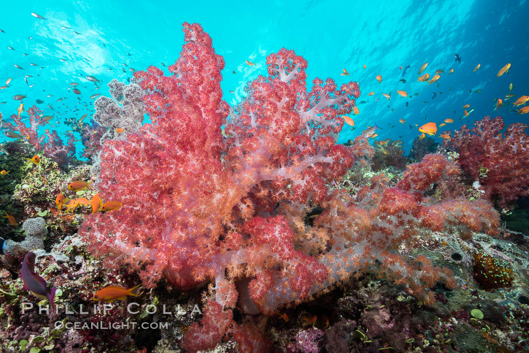 Dendronephthya soft corals and schooling Anthias fishes, feeding on plankton in strong ocean currents over a pristine coral reef. Fiji is known as the soft coral capitlal of the world. Gau Island, Lomaiviti Archipelago, Dendronephthya, Pseudanthias, natural history stock photograph, photo id 31377