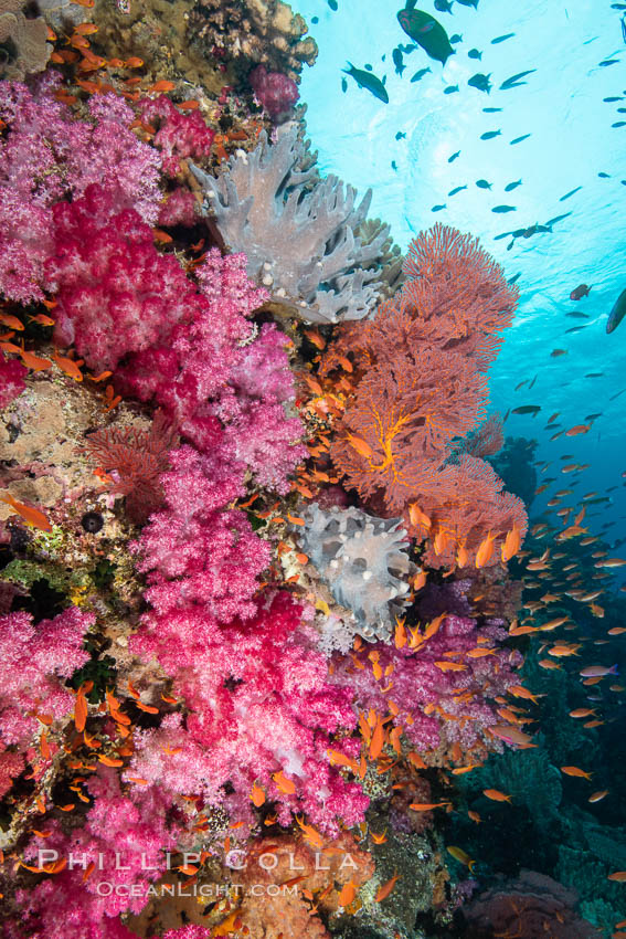 Dendronephthya soft corals and schooling Anthias fishes, feeding on plankton in strong ocean currents over a pristine coral reef. Fiji is known as the soft coral capitlal of the world., Dendronephthya, Pseudanthias, natural history stock photograph, photo id 34889
